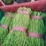 【新鲜豇豆】河北豇豆脆豇豆大量上市价格优惠欢迎咨询