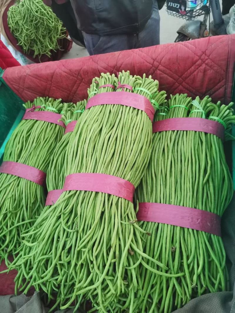 【新鲜豇豆】河北豇豆脆豇豆大量上市价格优惠欢迎咨询