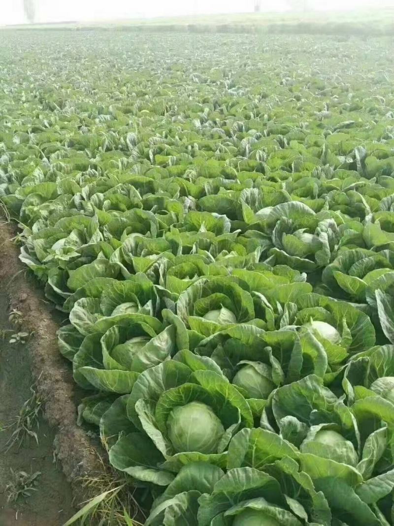 甘蓝大量供应，颜色碌，耐运输