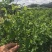 树仔菜五指山野菜树菜苗菜苗清甜爽口益肝菜