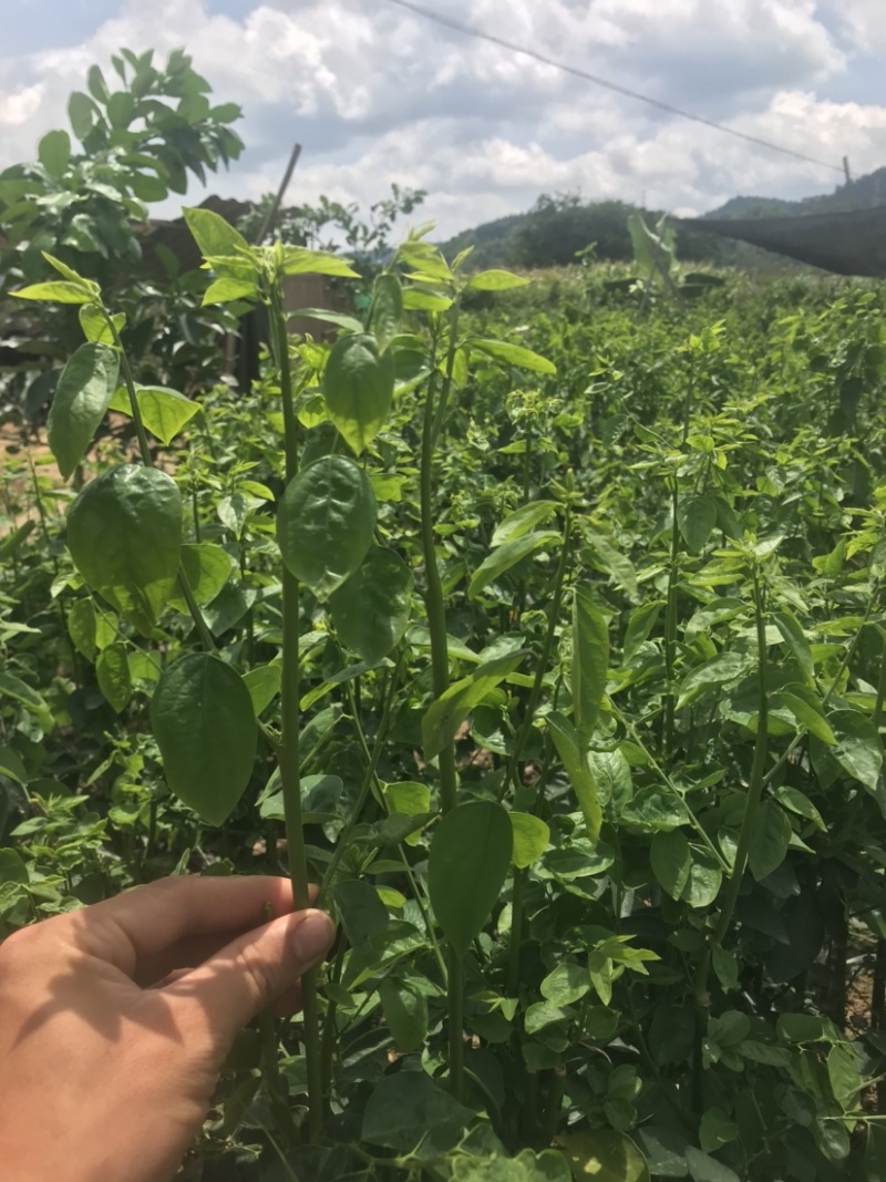树仔菜五指山野菜树菜苗菜苗清甜爽口益肝菜