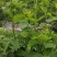 树仔菜五指山野菜树菜苗菜苗清甜爽口益肝菜