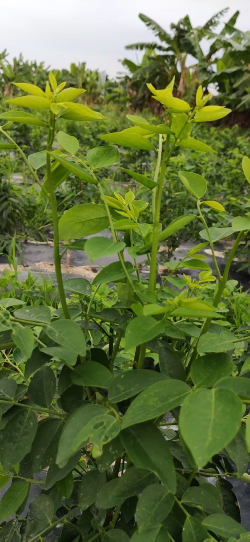 树仔菜五指山野菜树菜苗菜苗清甜爽口益肝菜