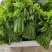 树仔菜五指山野菜树菜苗菜苗清甜爽口益肝菜