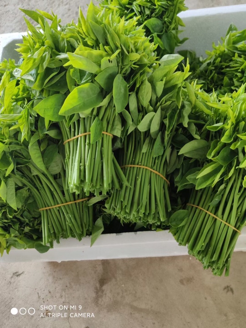 树仔菜五指山野菜树菜苗菜苗清甜爽口益肝菜