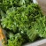 树仔菜五指山野菜树菜苗菜苗清甜爽口益肝菜