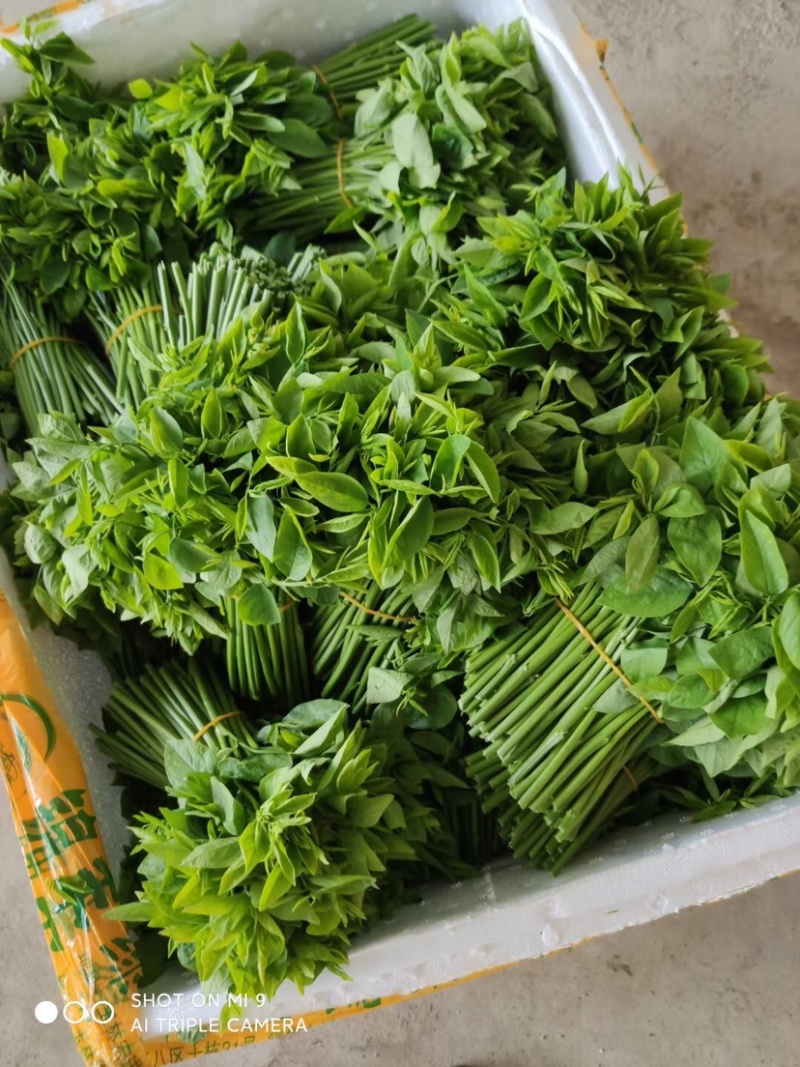 树仔菜五指山野菜树菜苗菜苗清甜爽口益肝菜