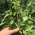 树仔菜五指山野菜树菜苗菜苗清甜爽口益肝菜