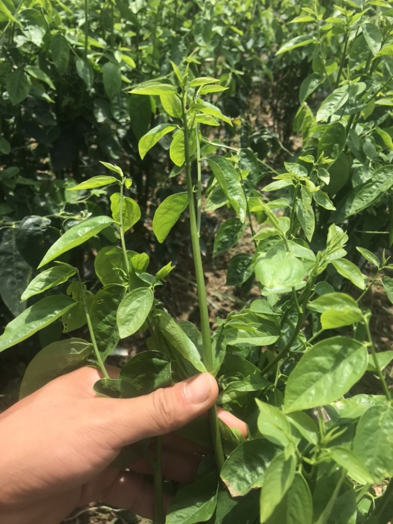 树仔菜五指山野菜树菜苗菜苗清甜爽口益肝菜