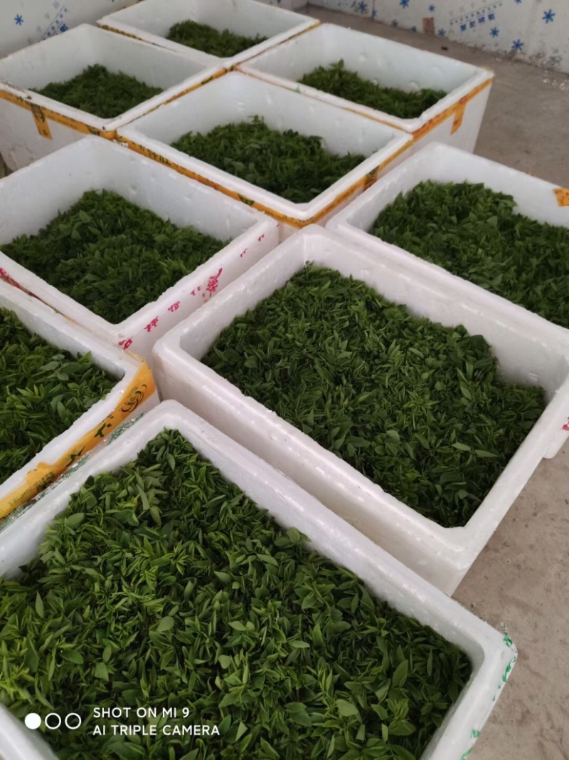 树仔菜五指山野菜树菜苗菜苗清甜爽口益肝菜