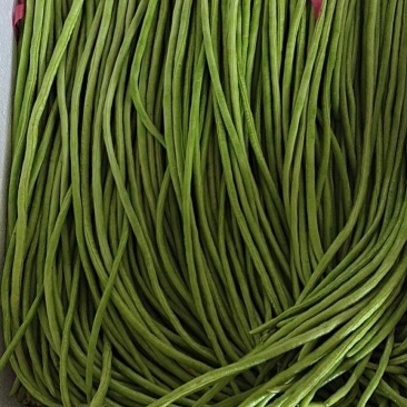 【新鲜豇豆】河北豇豆脆豇豆大量上市价格优惠欢迎咨询