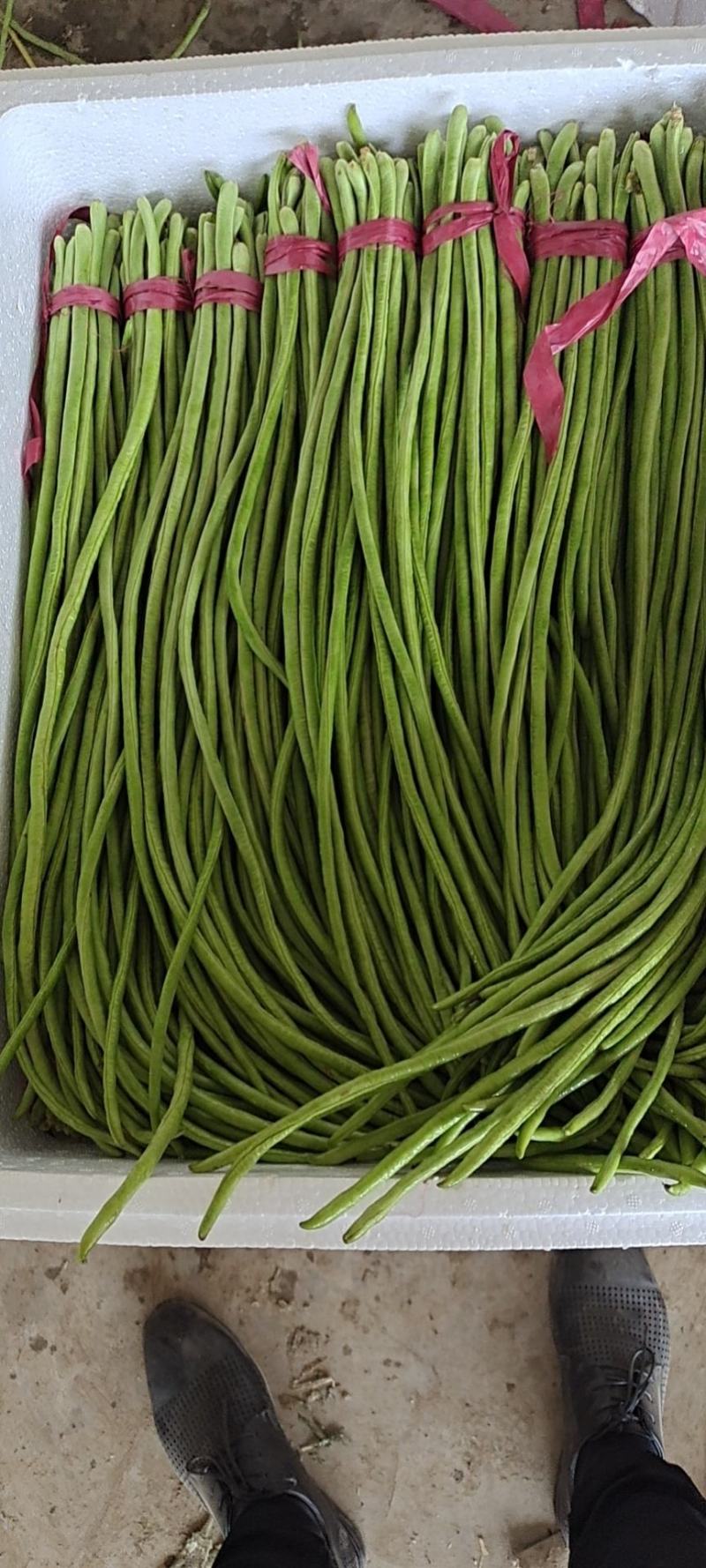 【新鲜豇豆】河北豇豆脆豇豆大量上市价格优惠欢迎咨询