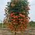 美国凌霄爬藤绿化苗1-10公分均有货藤本植物凌霄