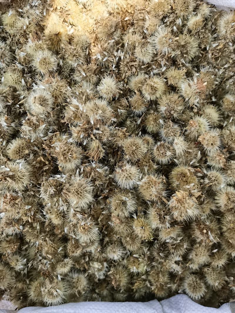 产地直供天人菊种子颗粒饱满色度亮丽见土就活