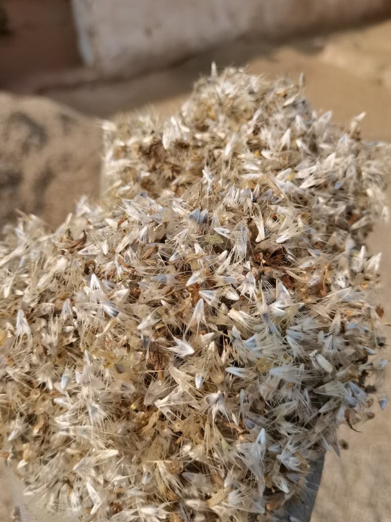 产地直供天人菊种子颗粒饱满色度亮丽见土就活
