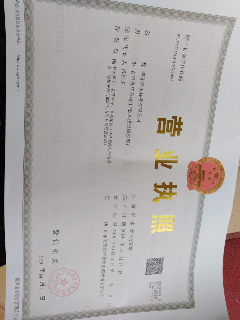 产地直供天人菊种子颗粒饱满色度亮丽见土就活