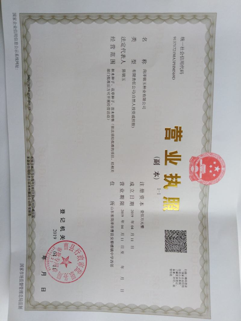 产地直供天人菊种子颗粒饱满色度亮丽见土就活