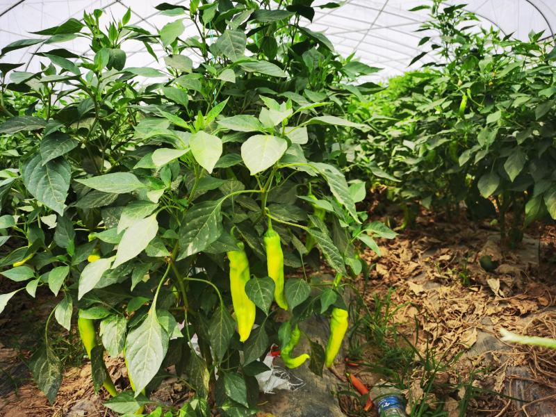 通许2021新苗线椒代收代发有需要的随时联系