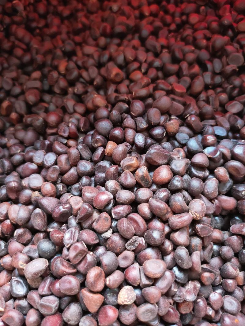 正宗优质赤芍种子，芽率95以上，提供技术，可药用可观赏