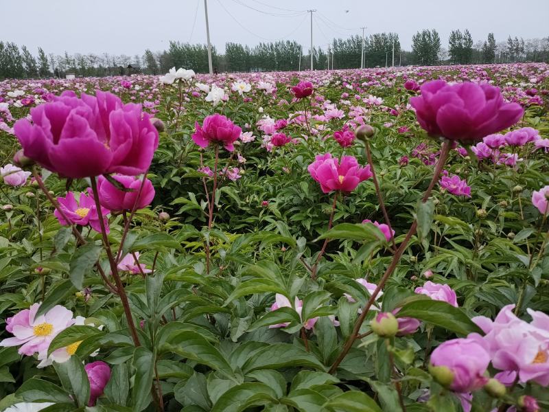 正宗优质赤芍种子，芽率95以上，提供技术，可药用可观赏
