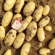 荷兰十五土豆黄心、黄皮产地大量供应《全国发货》