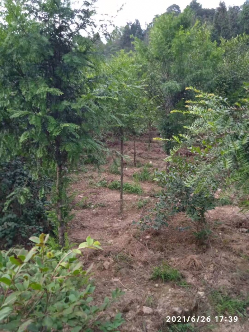 南方红豆杉江西吉安市红豆杉基地直供欢迎咨询