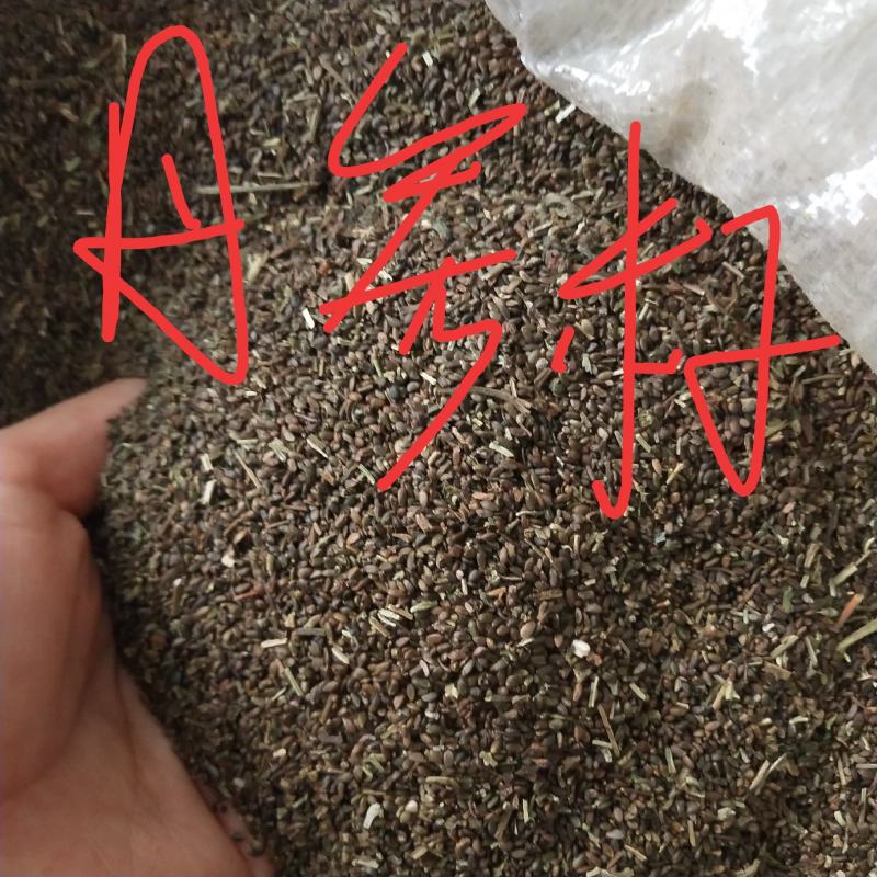 纯新优质丹参种子，芽率95以上