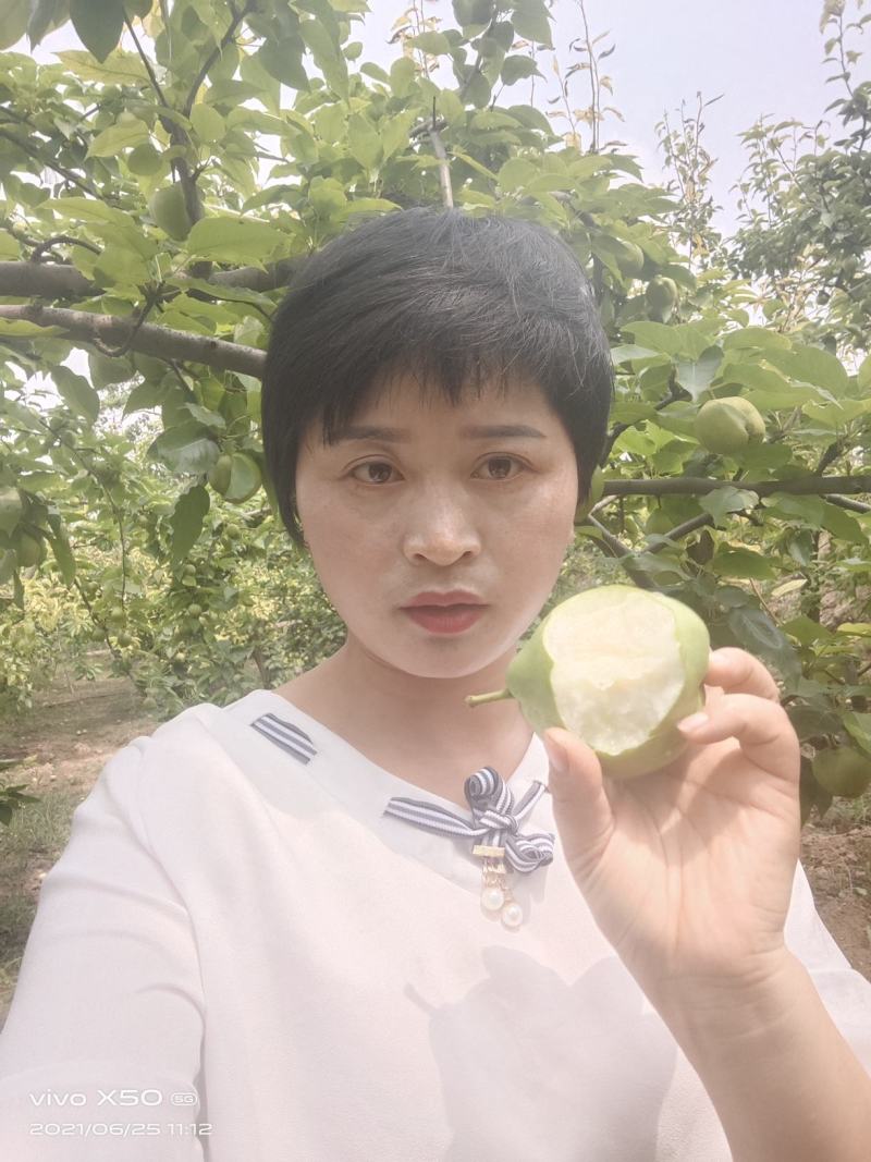 早酥梨