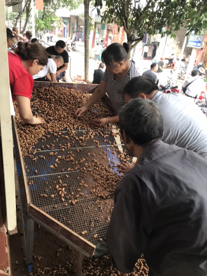 优质鲜花生泥子花生大量提供，欢迎新老客户咨询选购。信誉第一