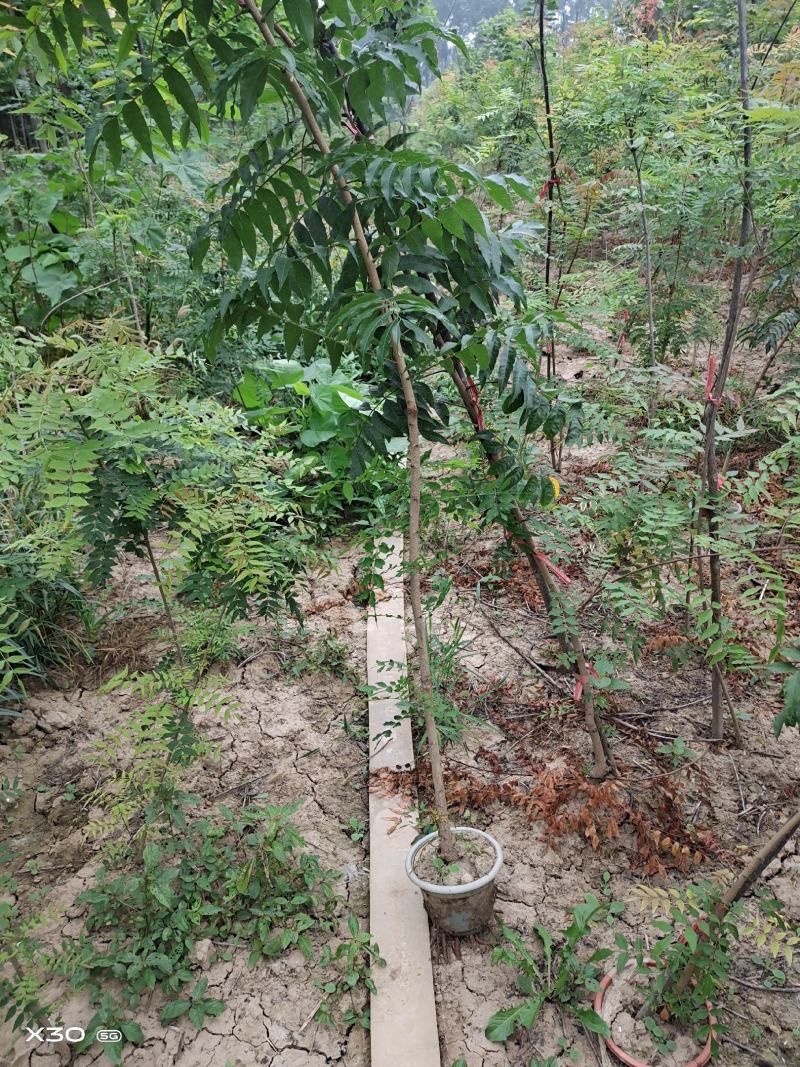 河南省周口市太康县广友园林专业种植合作社