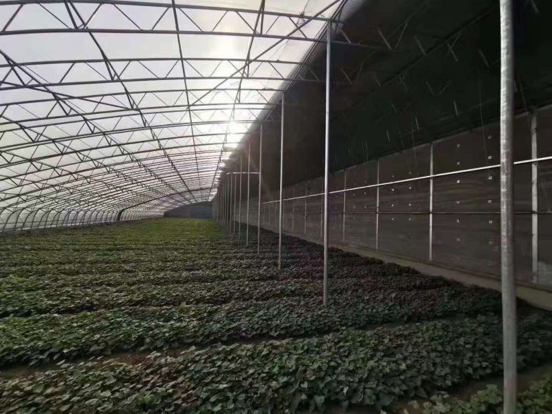 大棚管厂家，种植大棚，温室大棚，大棚钢架，蔬菜种植棚