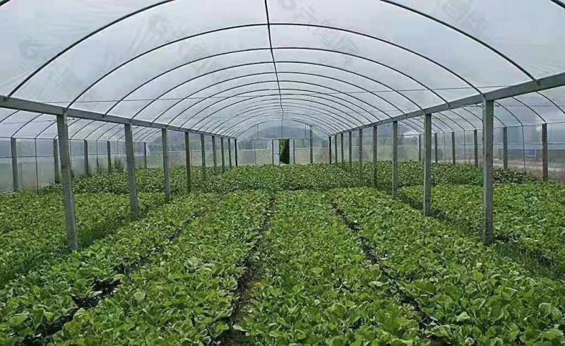 大棚管厂家，种植大棚，温室大棚，大棚钢架，蔬菜种植棚