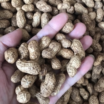 优质鲜花生泥子花生大量提供，欢迎新老客户咨询选购。信誉第一