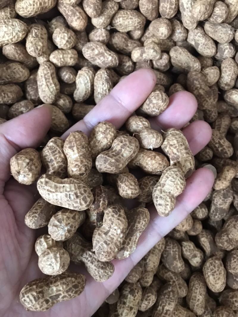 优质鲜花生泥子花生大量提供，欢迎新老客户咨询选购。信誉第一