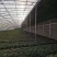 【大棚骨架】厂家生产批发大棚管镀锌管种植棚