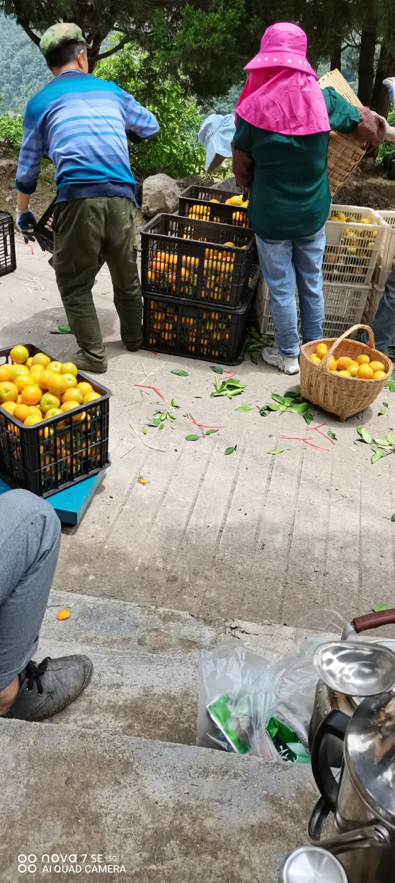 【好货】橙子湖北纽荷尔脐橙皮薄多汁原产地直发欢迎咨询