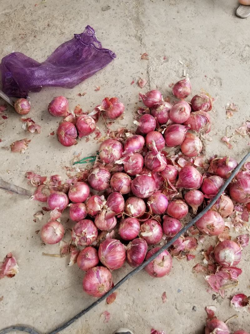 洋葱产地直发，可做精品加工，二红紫葱品类齐全