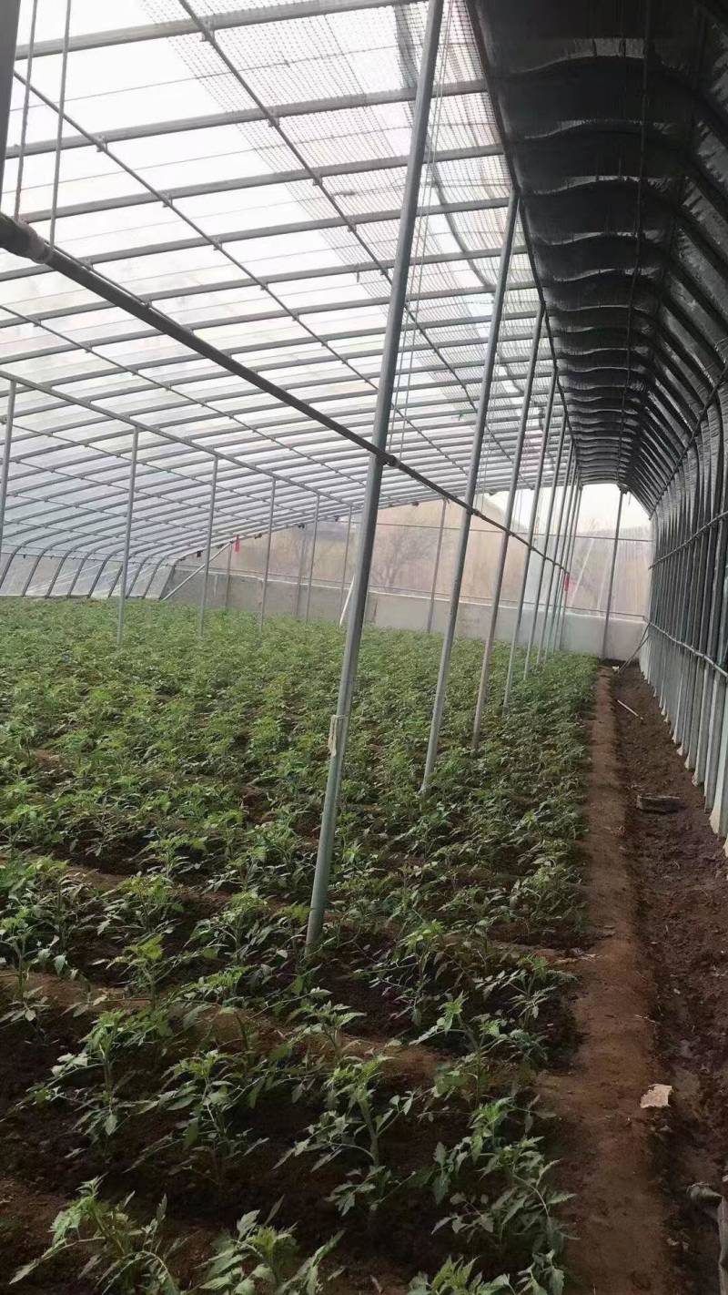 【成套大棚】大棚骨架全套配齐蔬菜大棚种植大棚