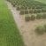 出售大叶油草,台湾草,马尼拉草