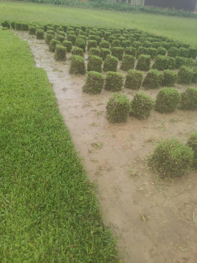 出售大叶油草，台湾草，马尼拉草