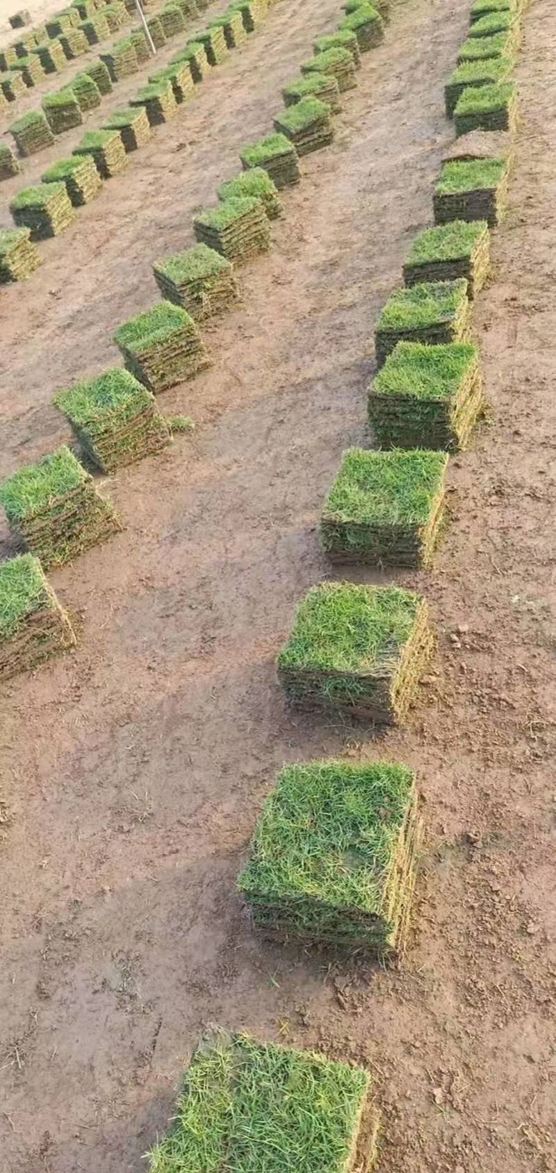 出售大叶油草，台湾草，马尼拉草