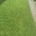 出售大叶油草,台湾草,马尼拉草