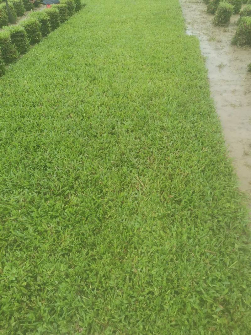 出售大叶油草，台湾草，马尼拉草