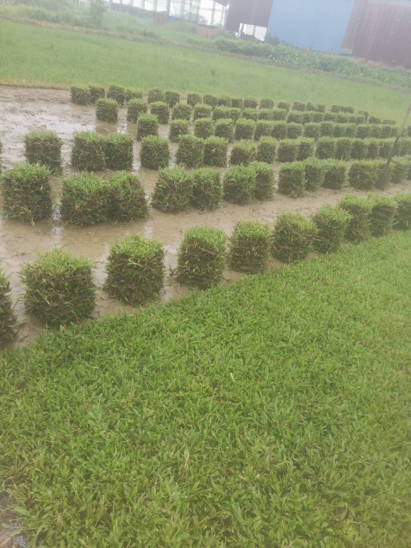 出售大叶油草，台湾草，马尼拉草