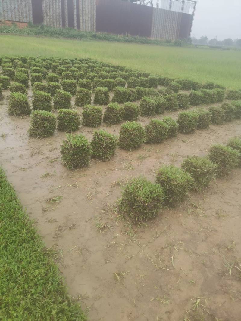 出售大叶油草，台湾草，马尼拉草