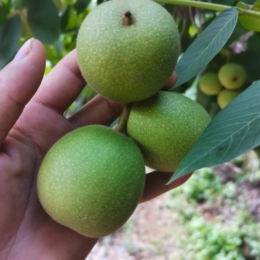 老树核桃