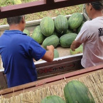 河北龙卷风西瓜，小薄皮，大红瓤。口感好，装车快