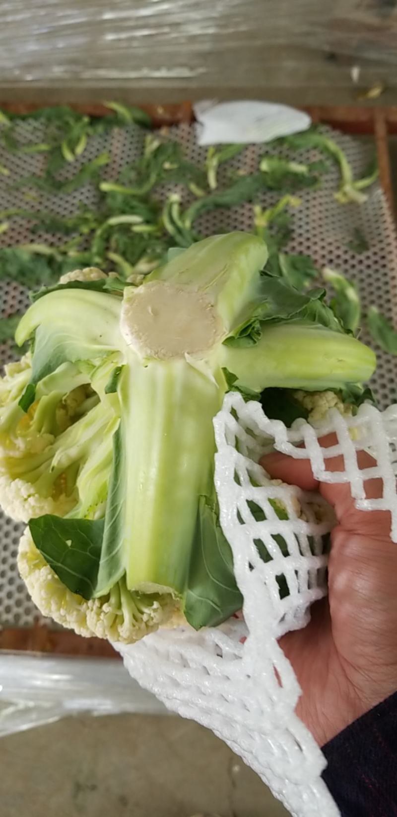 菜花松花有机花，产地种植面积大，品种优良