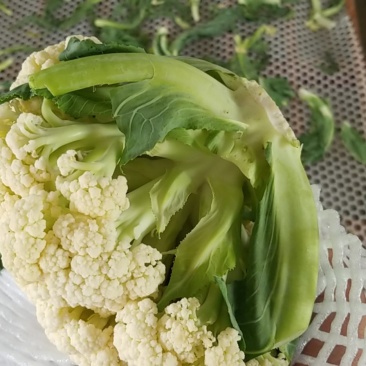 菜花松花有机花，产地种植面积大，品种优良
