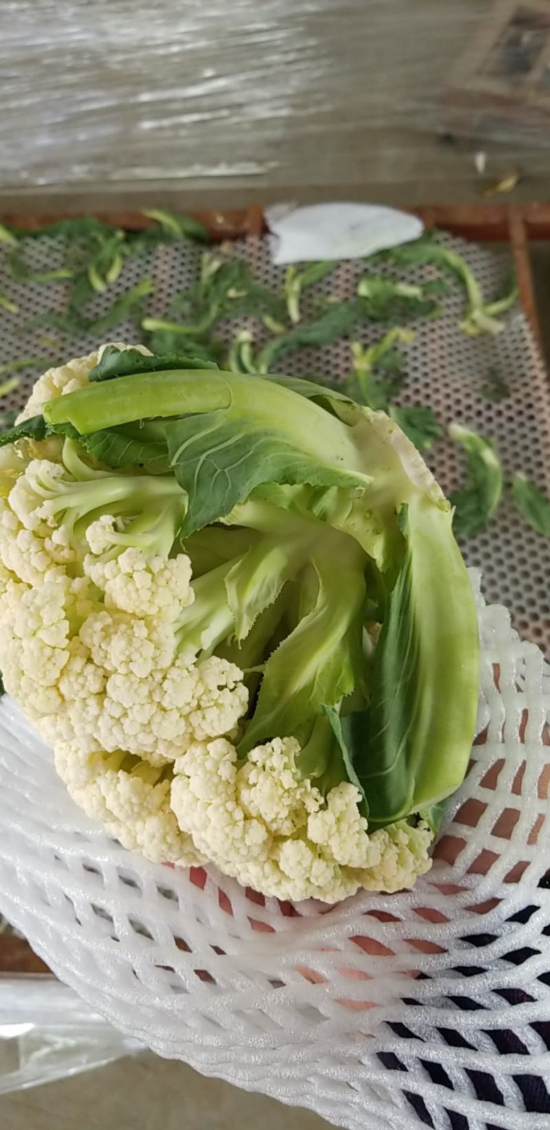 菜花松花有机花，产地种植面积大，品种优良